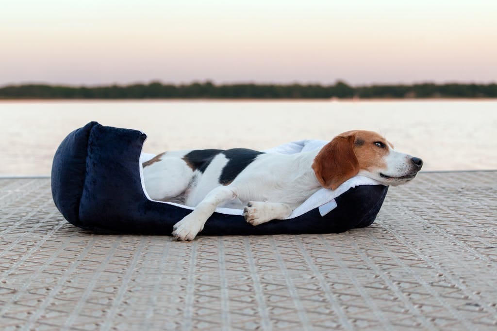 Charming beagle lying on a plush bed by the lake at sunset, embracing relaxation.