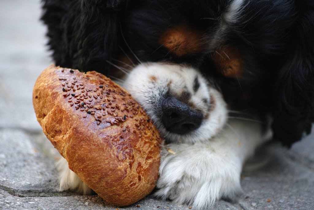 Cute Cavalier King Charles puppy nibbling on seeded bread outdoors, enjoying a snack.