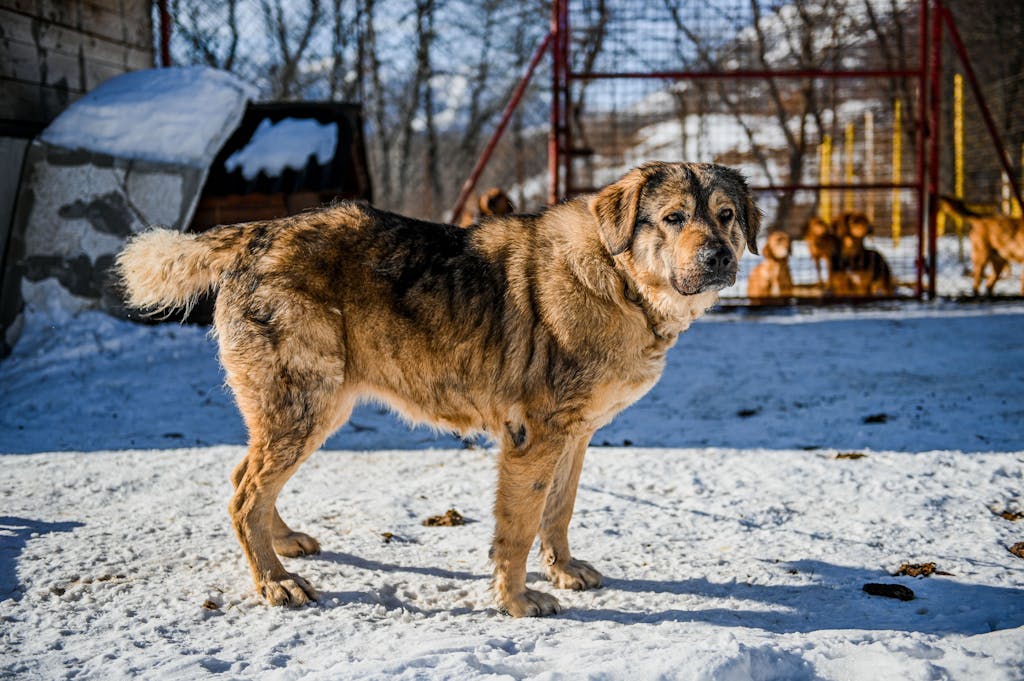 Large fluffy dog standing on snow in a sunny, snowy yard with other dogs in the background.