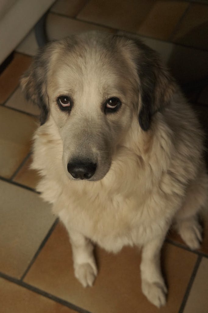 A Great Pyrenees dog sitting on a tiled floor with a calm expression.