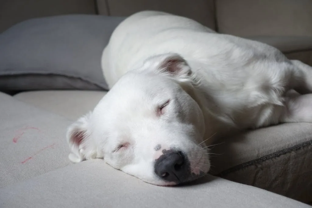 Un chien âgé repose calmement au pied du lit, regard tourné vers sa propriétaire endormie — présence rassurante, pas d’agitation.
