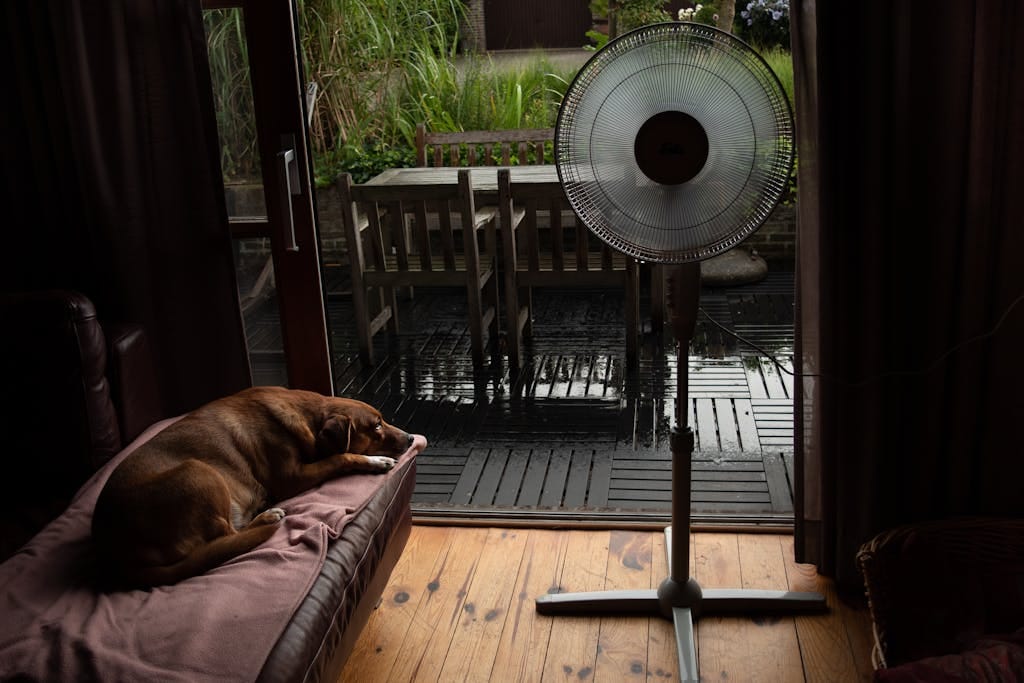 Dog sleeping indoors near an electric fan with a view of the garden terrace.